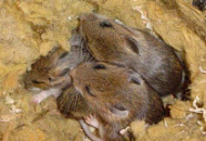 Какой утеплитель не грызут мыши и крысы? Наши лучшие советы